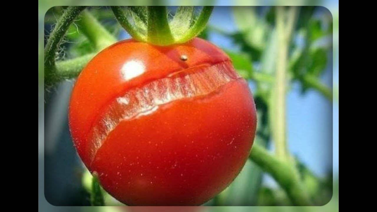 Причины, по которым помидоры трескаются в теплице