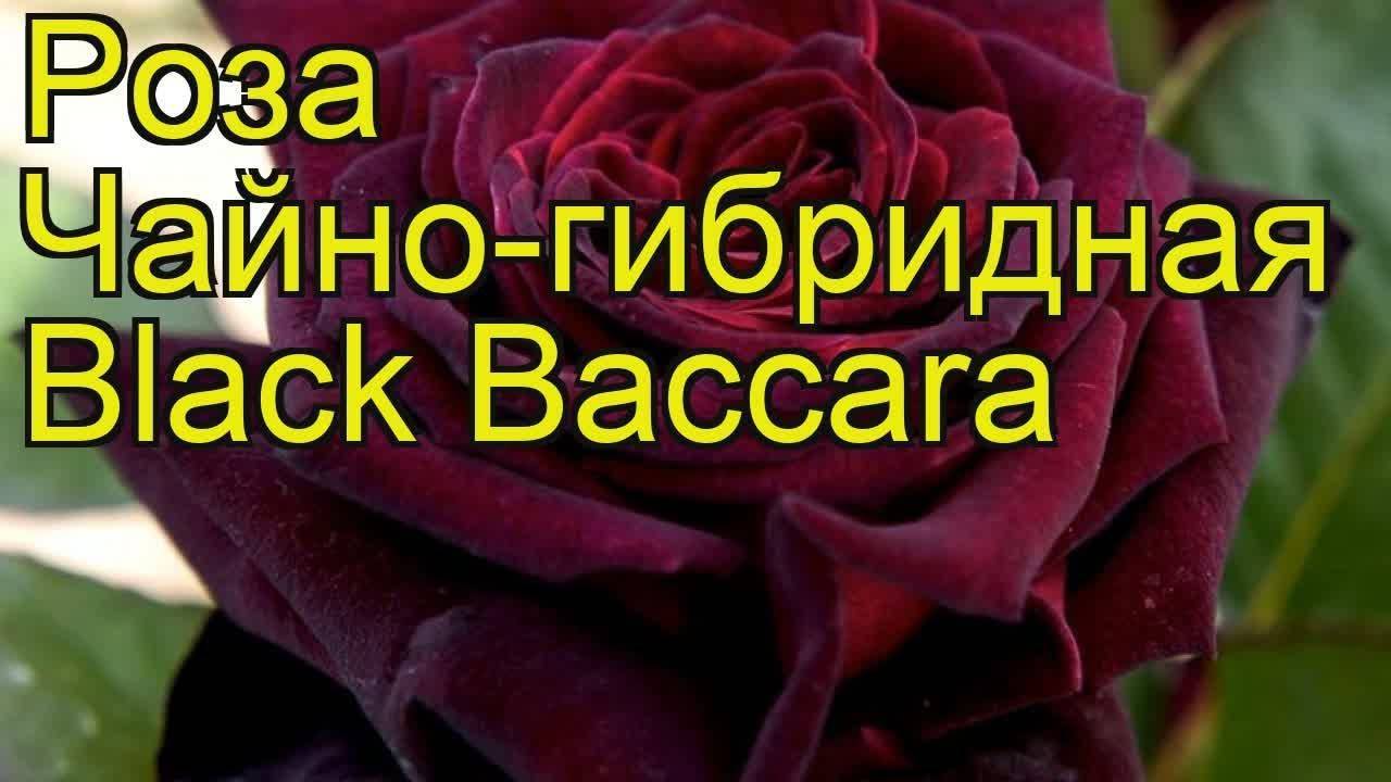 Чайно-гибридная роза блэк баккара