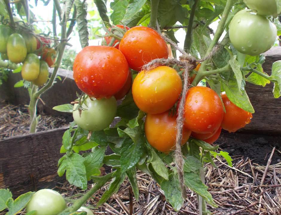 Штамбовые помидоры: за что их любят огородники?
