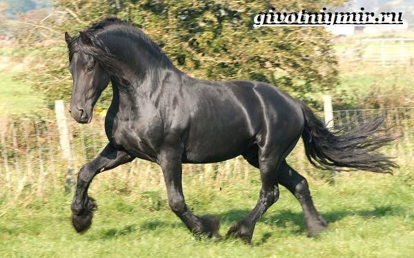 Фризская лошадь: условия содержания и перспективы разведения