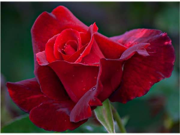 Чайно-гибридные розы: что такое, сорта с описаниями, посадка и уход