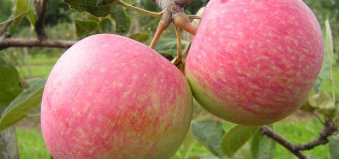 Красивая и высокоурожайная яблоня орлинка