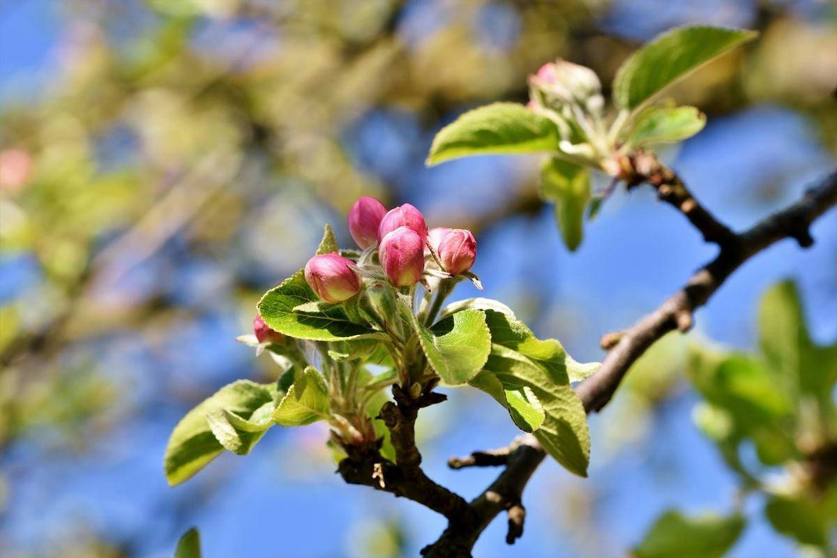 Эффективные меры борьбы с яблоневой плодожоркой