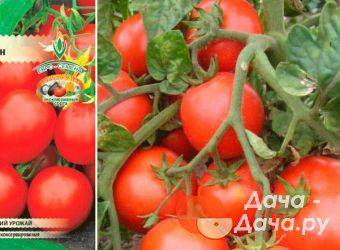 Описание томата северная малютка и рекомендации по выращиванию сорта