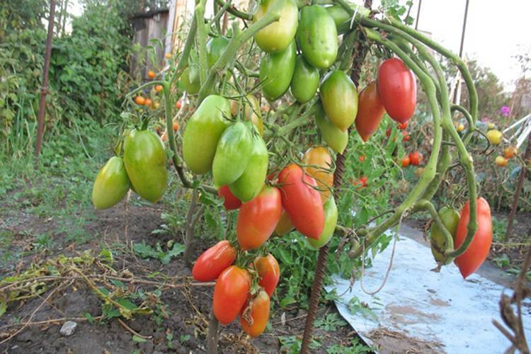 Описание томата северная малютка и рекомендации по выращиванию сорта