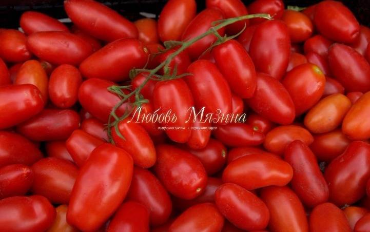 Миниатюрный и сладкий сорт томата «черрипальчики»: описание и особенности гибрида f1