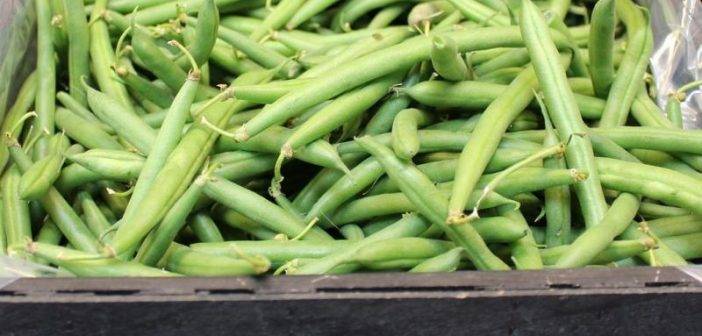 Фасоль вигна — интересный и полезный овощ