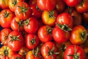 Универсальный томат «красная стрела» — описание сорта, урожайность, выращивание, фото