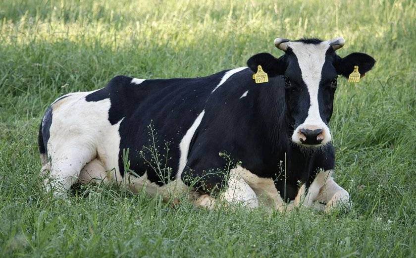 Что делать, если у коровы выпала матка: методы лечения и профилактики