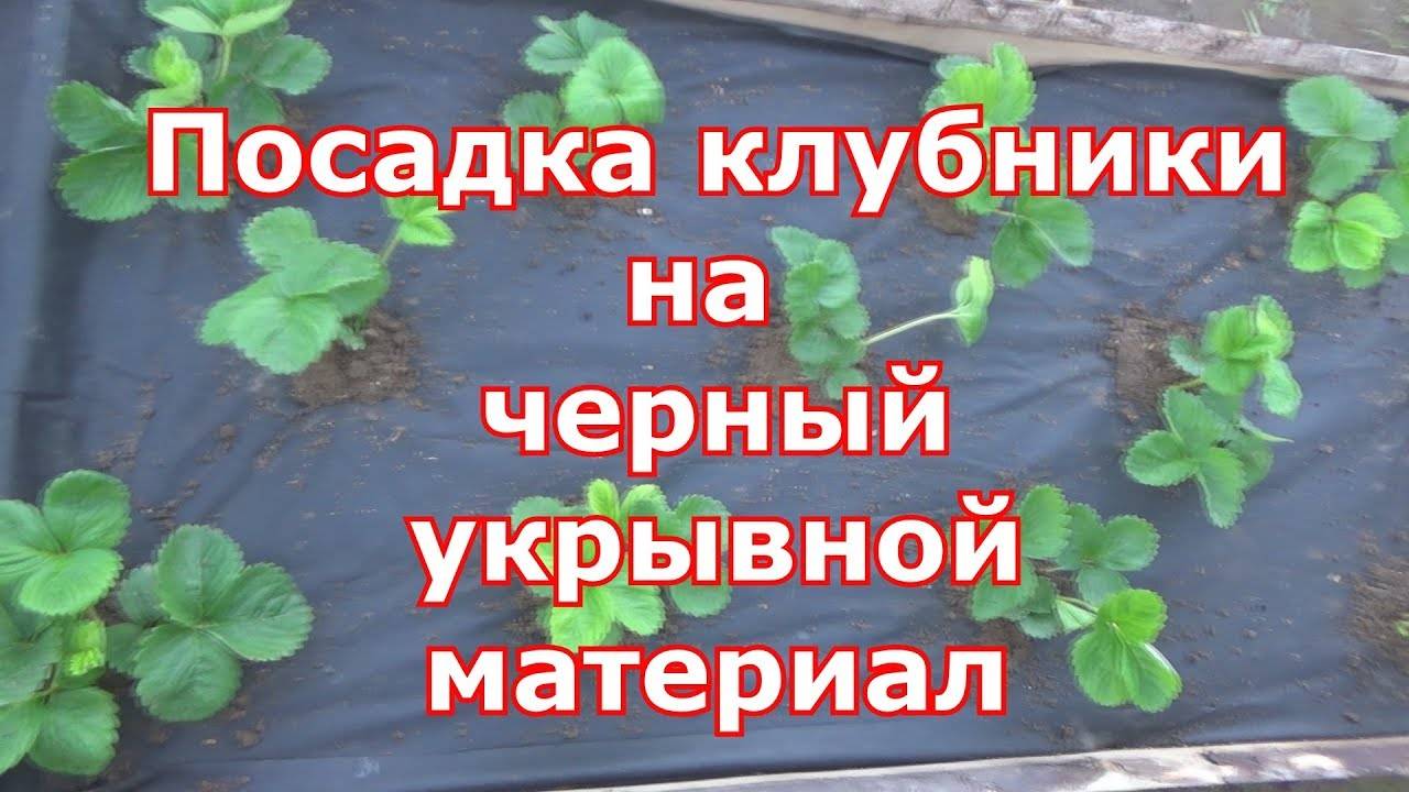 Как сделать грядку и посадить клубнику под черный укрывной материал