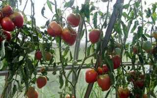 Томат новосибирский хит: описание и характеристика сорта, выращивание и урожайность с фото