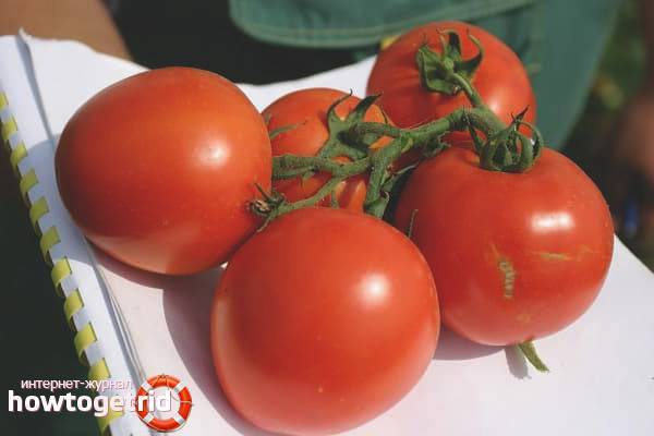 Характеристика сорта томатов дачный любимец