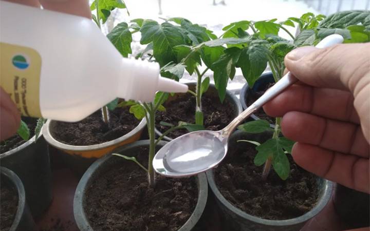Перекись водорода для рассады помидор: 3 способа использования