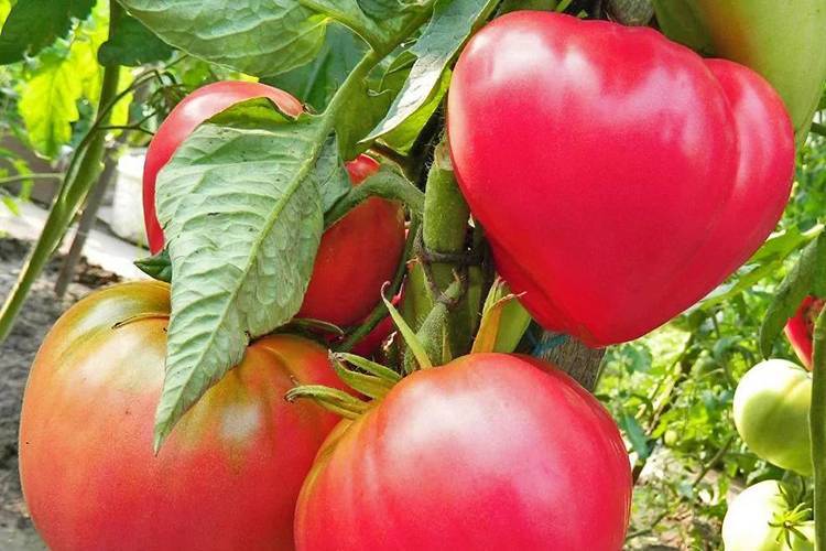 О томате данко: описание сорта томата, характеристики помидоров, посев