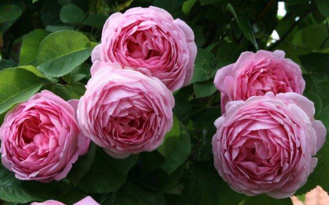 Пионовидная роза: посадка и уход в открытом грунте, правила выращивания