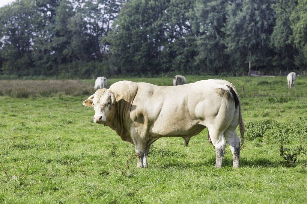 Какие породы коров являются комолыми?