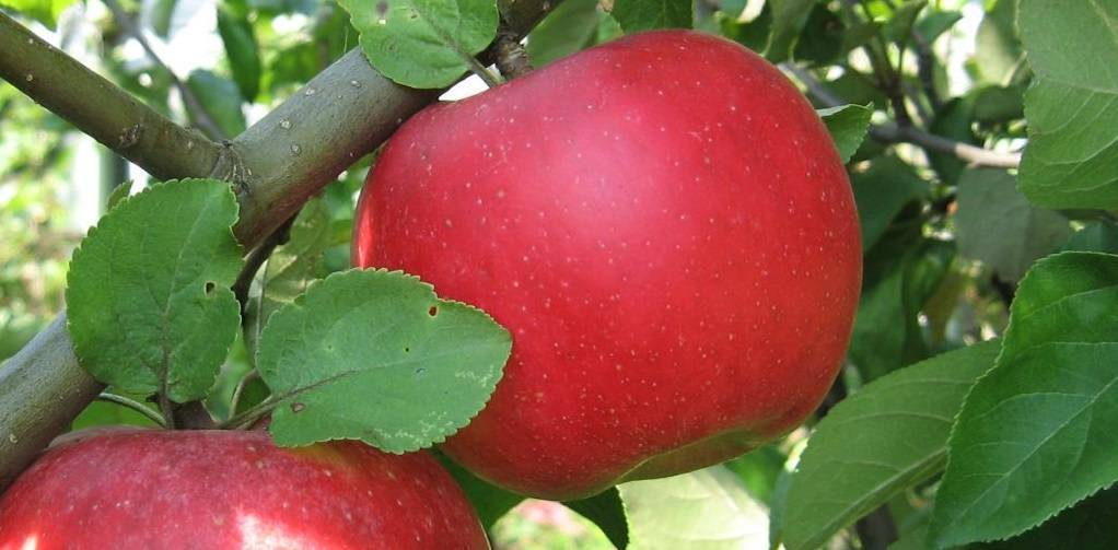 Характеристика сорта яблонь славянка, региона выращивания и описание урожайности