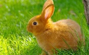 Отличие диареи у молодых и взрослых кроликов: причины, лечение и профилактика