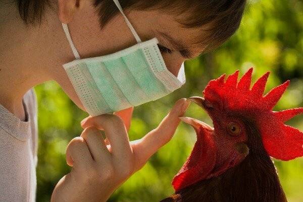 Симптомы и лечение птичьего гриппа у кур, признаки и проявления