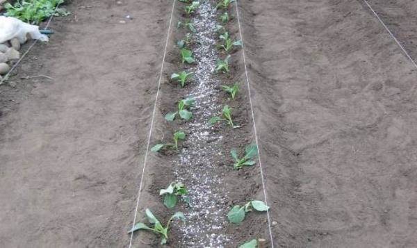 Выращивание белокочанной капусты в открытом грунте