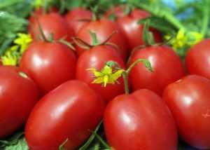 Описание сорта томата кистевой удар, его характеристика и выращивание