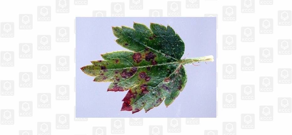 Антракноз: фото и описание болезни, чем и как лечить растения