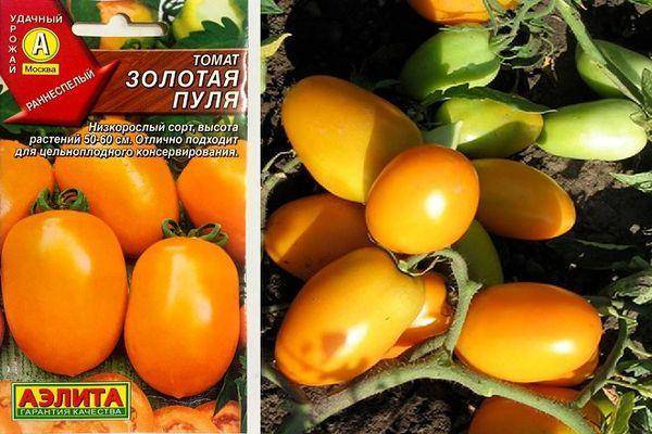 Сорт томатов «золотая канарейка»: преимущества и агротехника