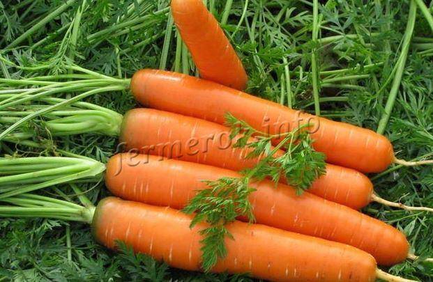 Описание сорта моркови канада f1 — как поднять урожайность