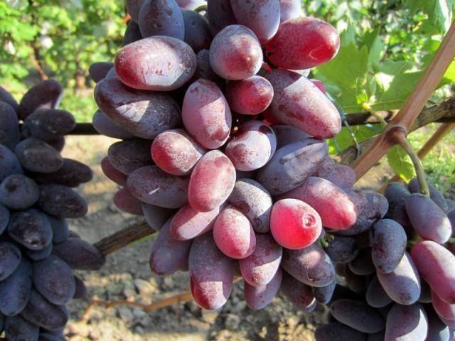 Описание и характеристики винограда сорта Сира, где растет и выращивание