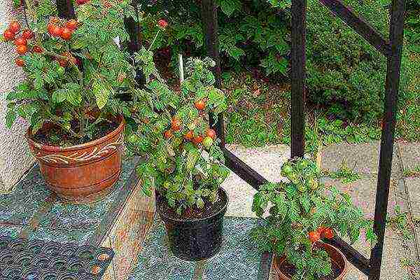 Обзор сортов томатов для выращивания в квартире