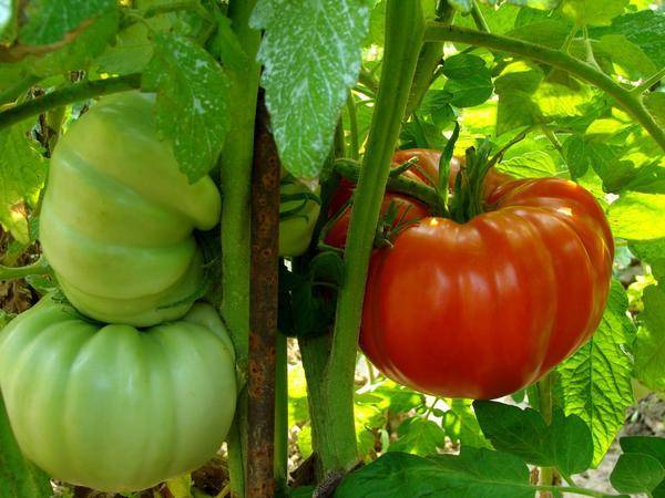 Сорта томатов для открытого грунта для средней полосы: лучшие и урожайные