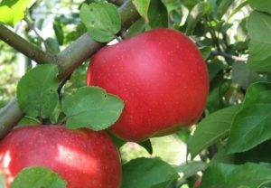 Полукультурная яблоня юнга: фото и описание сорта