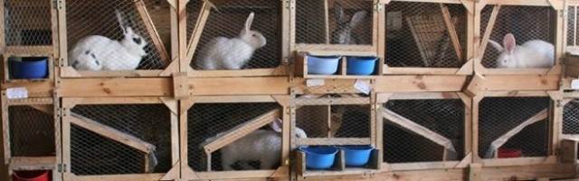 Клетки для кроликов своими руками – простые и усовершенствованные конструкции