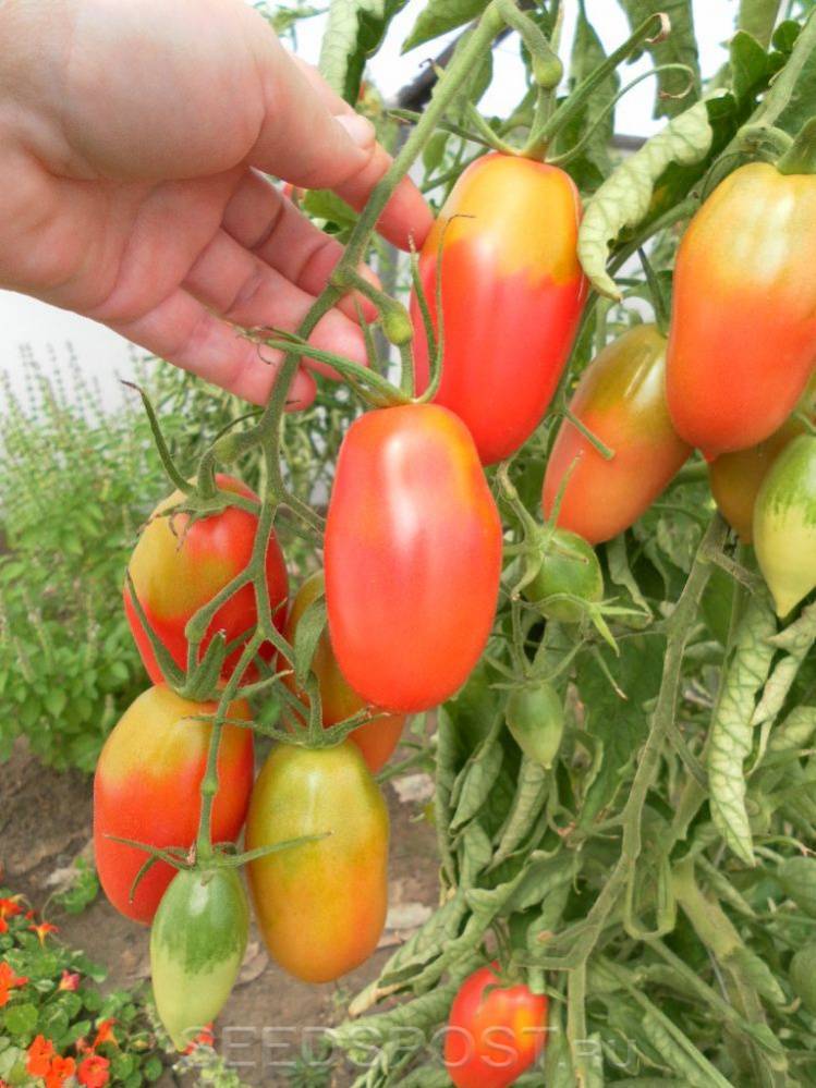 Сосулька красная – урожайный томат с необычными плодами: описание сорта с отзывами садоводов