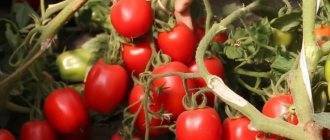 Описание сорта томата Кипарис, его характеристики и урожайность