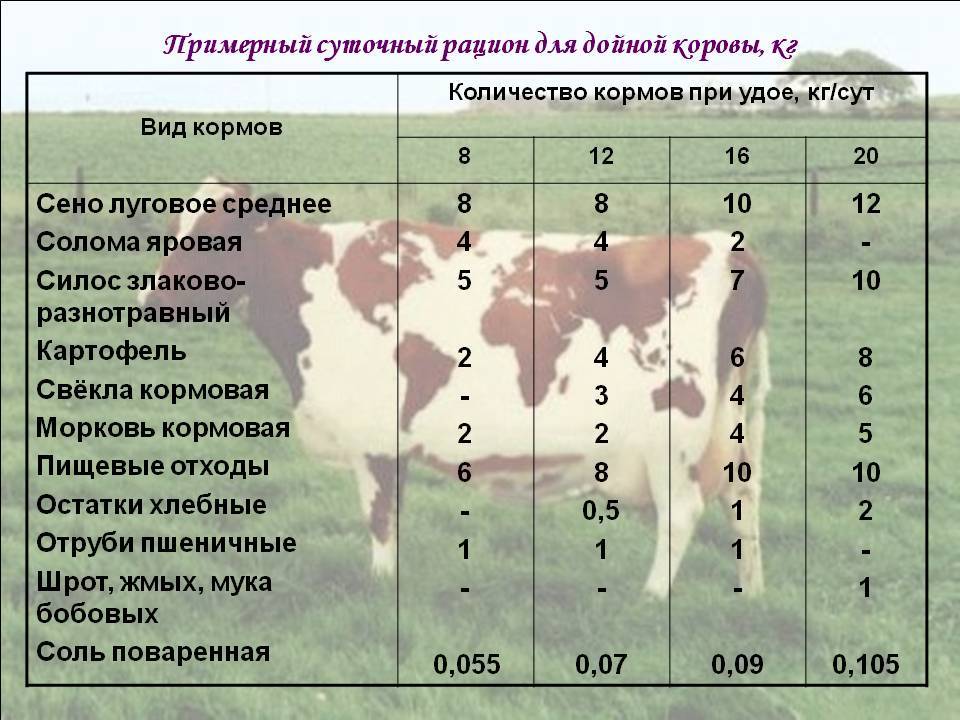 Кормление крупного рогатого скота: как выбрать правильный рацион