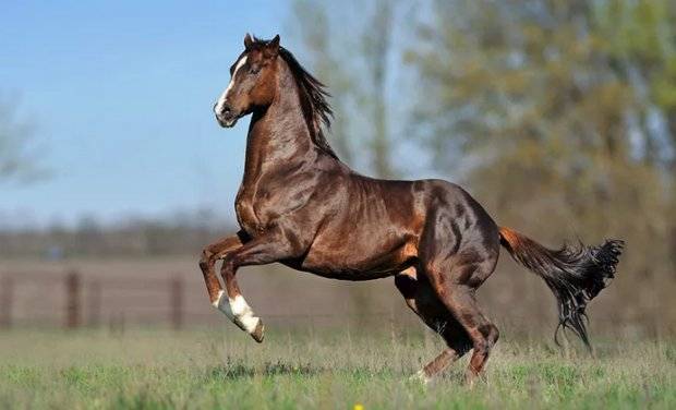 Какую скорость развивает лошадь?