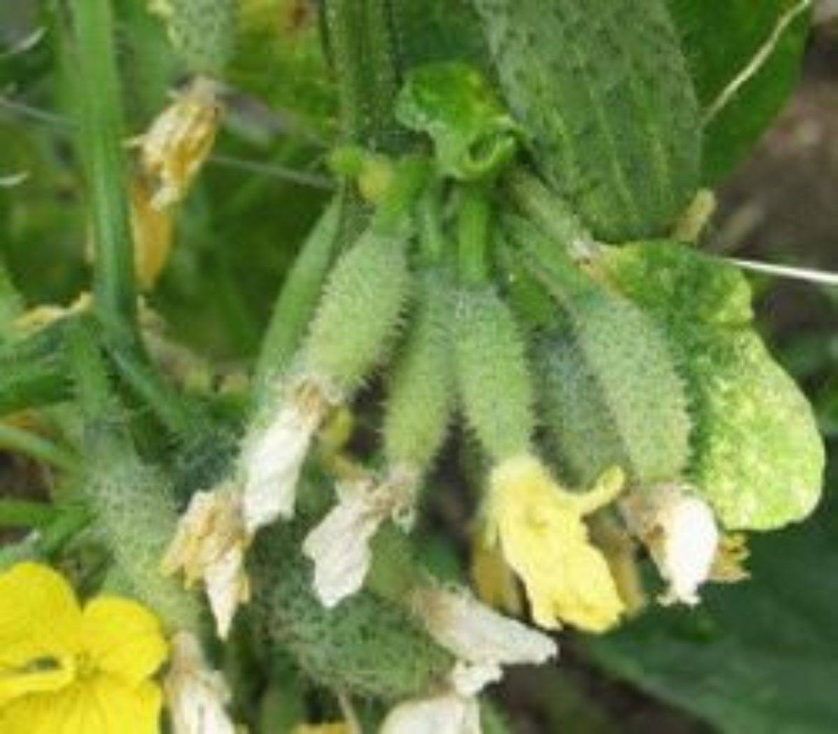 Огурец амур f1: выращиваем высокоурожайный гибрид на грядке