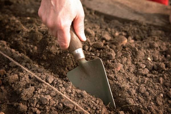 Грунт для огурцов в теплице — чем обработать почву осенью