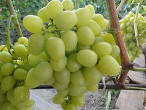 Особенности сверхраннего винограда супер экстра