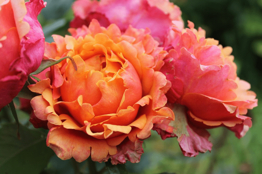 Роза изи даз ит: описание и характеристики сорта, выращивание, размножение