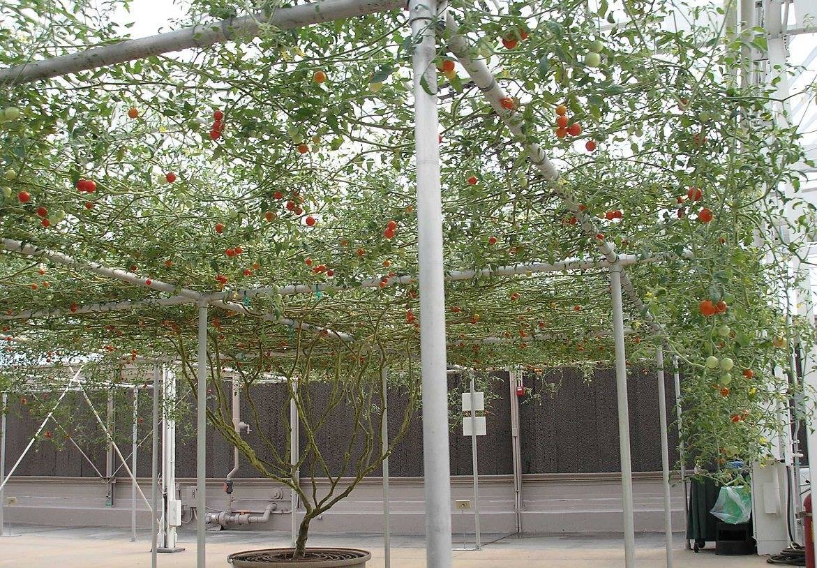 Томат спрут — редчайший сорт в виде дерева, дающий до 1,5 т плодов