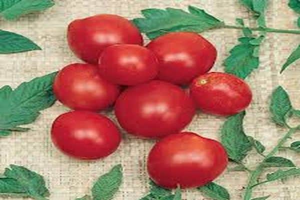 Описание сорта томата Фэнси, особенности выращивания и ухода