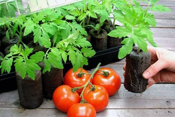 Как проращивать рассаду в домашних условиях: все способы и методы
