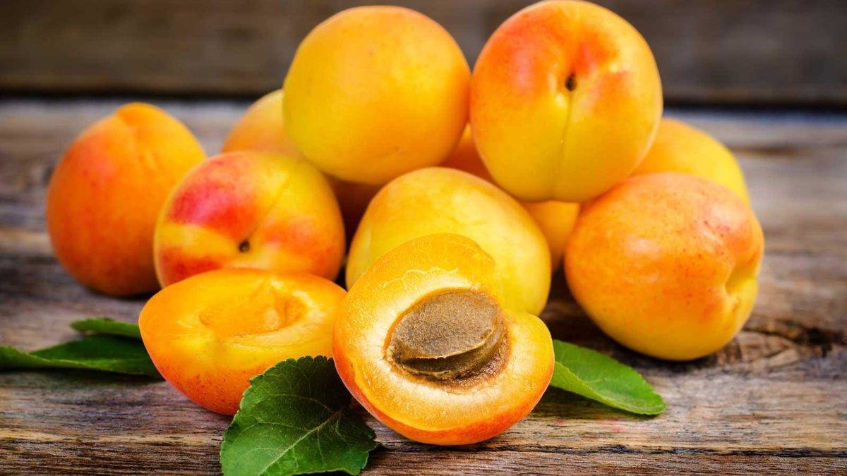 Описание сорта абрикосов Графиня, преимущества и недостатки, выращивание