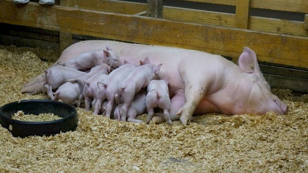Рацион питания свиней для быстрого роста в домашнем хозяйстве
