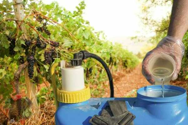 Коллоидная сера для винограда: 8 особенностей и советы по правильному применению