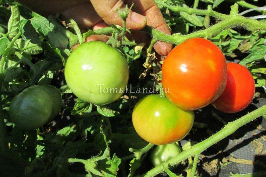 Томат канопус: характеристика и описание сорта, урожайность отзывы фото кто сажал