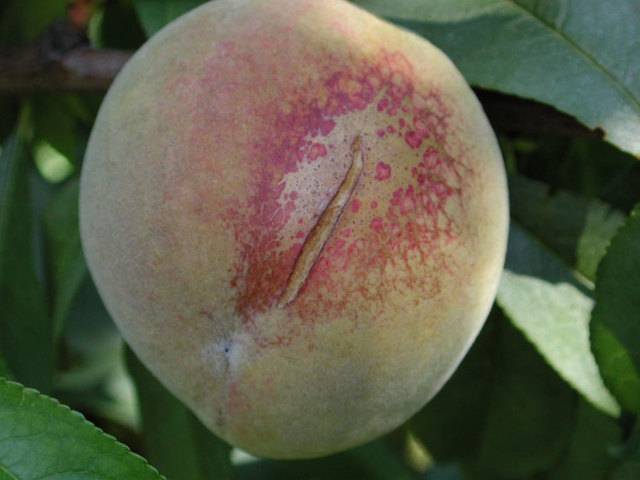 Курчавость персика: чем лечить, чем опрыскать от курчавости после цветения