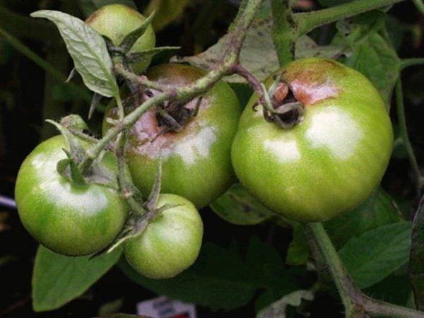 Вершинная гниль томатов и меры борьбы с ней